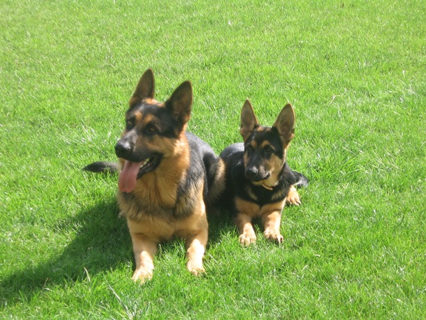Carusko and Aronko